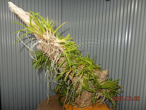 �������؁E�w�S