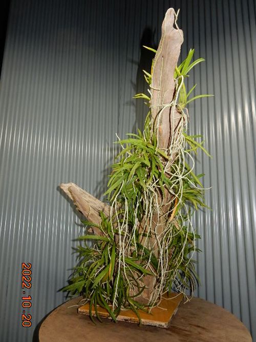 �������؁E�w�S