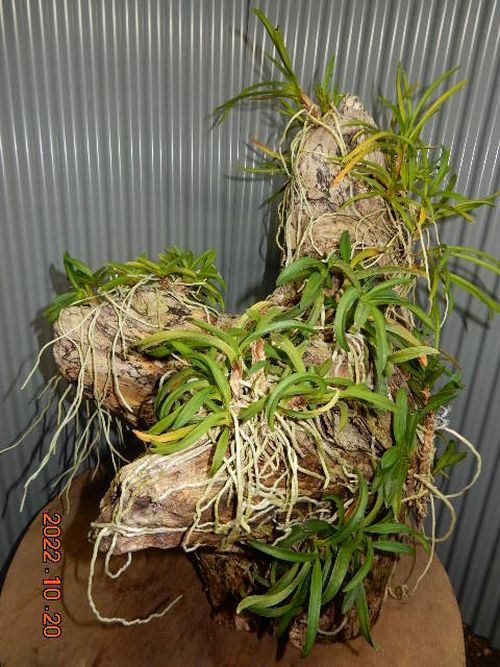 �������؁E�w�S