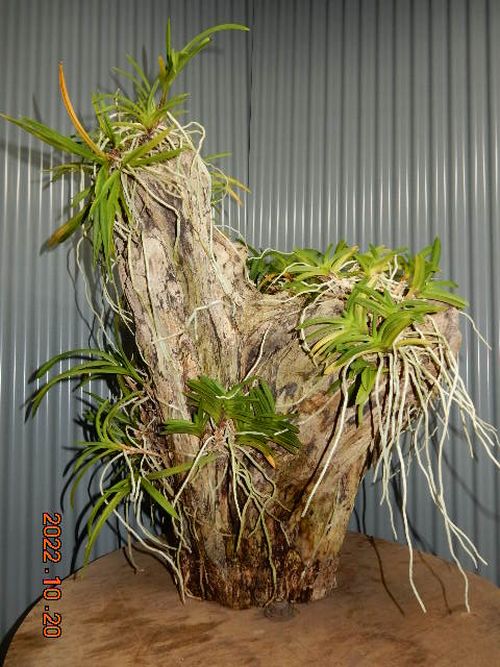 �������؁E�w�S