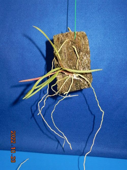 �������؁E�w�S