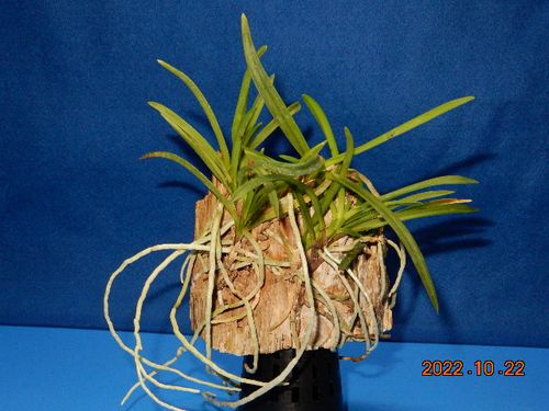 �������؁E�w�S