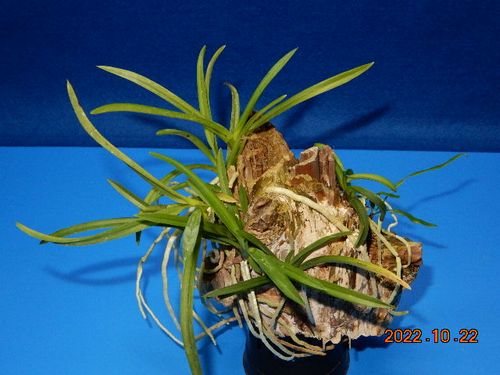 �������؁E�w�S