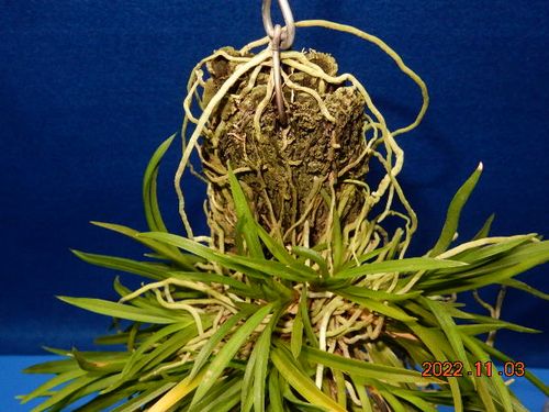 �������؁E�w�S