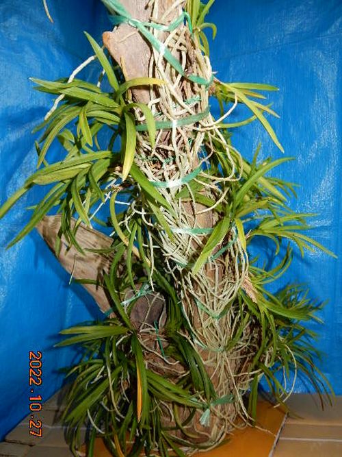 �������؁E�w�S