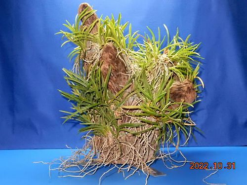 �������؁E�w�S