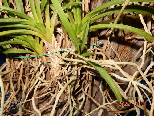 �������؁E�w�S