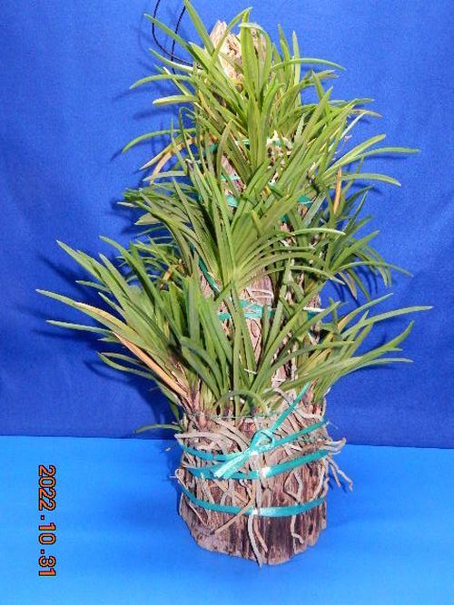 �������؁E�w�S