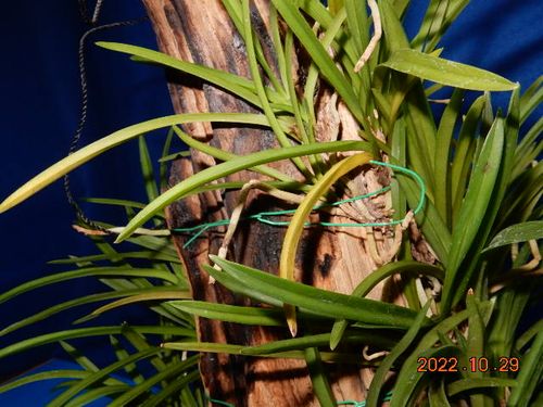 �������؁E�w�S