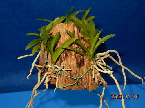 �������؁E�w�S