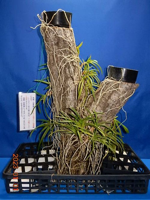 �������؁E�w�S