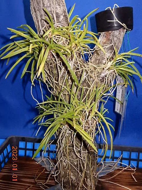 �������؁E�w�S