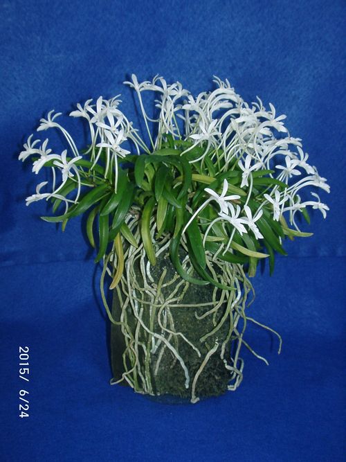 �w�S��������