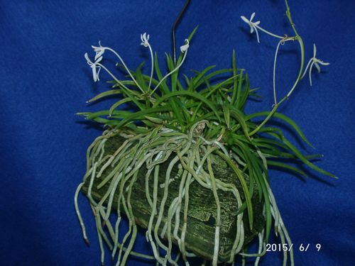 �w�S��������