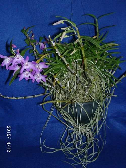 �w�S��������