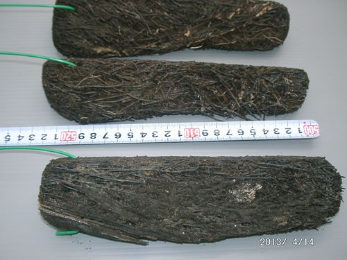 �w�S�����t�E����