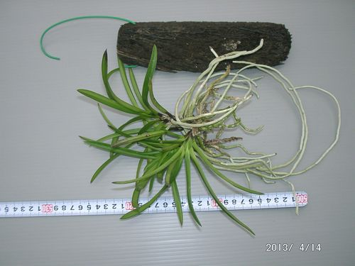 �w�S�����L�b�g