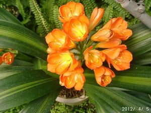 �N���V����