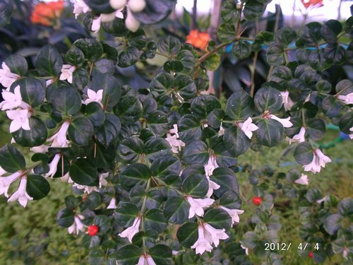 �A���h�I�V