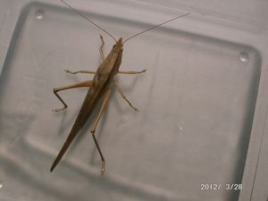 �N�r�L���M�X