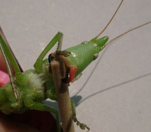 �N�r�L���M�X