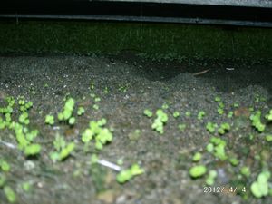 �K���}�[�V��