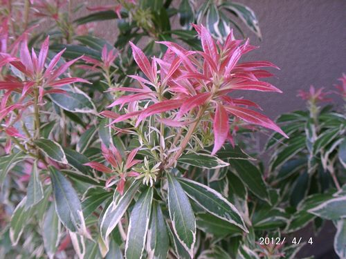 �t�N�����A�Z�r