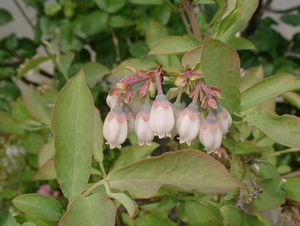 �N���V����