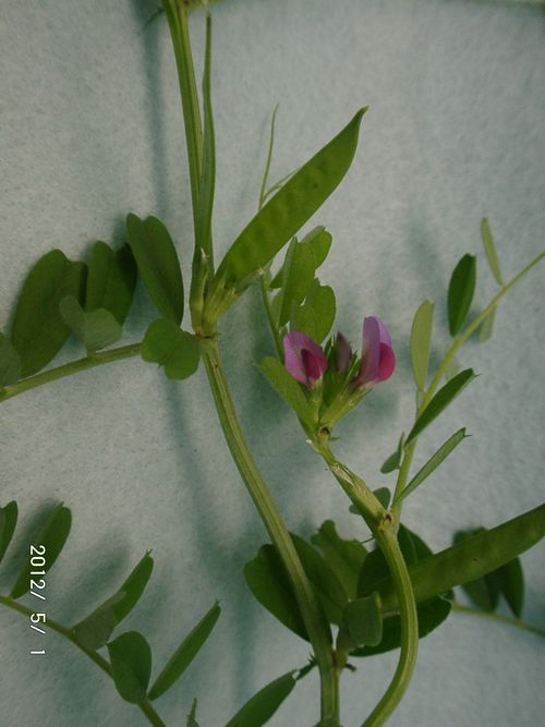 �J���X�m�G���h�E