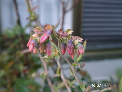 �u���[�x���[