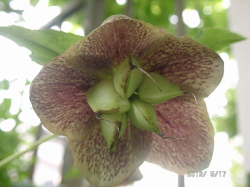 �N���X�}�X���[�Y