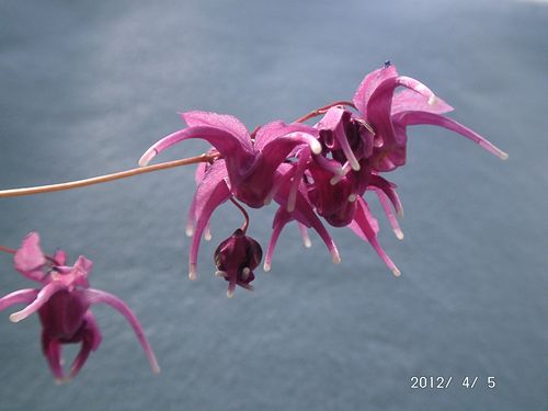 �C�J���\�E