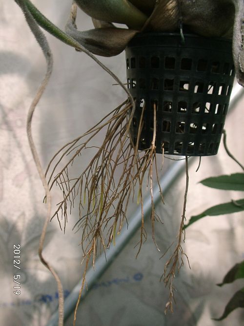 �G�A�[�v�����c