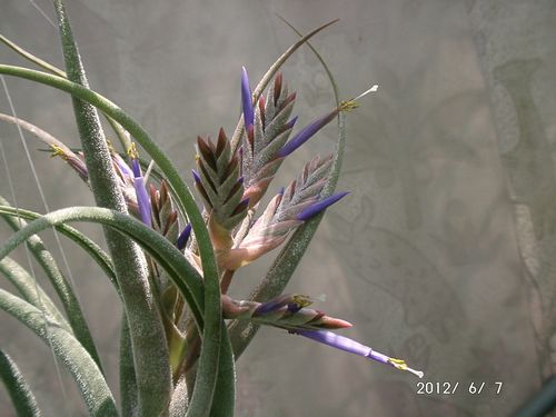 �G�A�[�v�����c