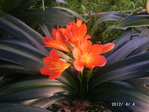 �N���V����