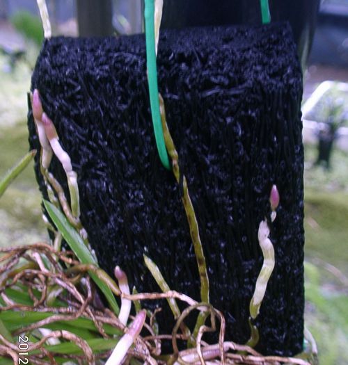 �t�E����