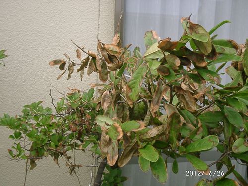 �q���R�u�V