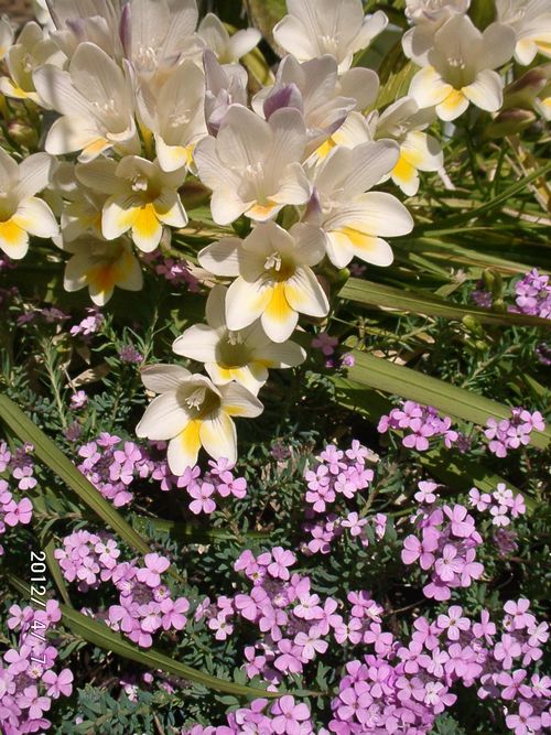 �t���[�W�A