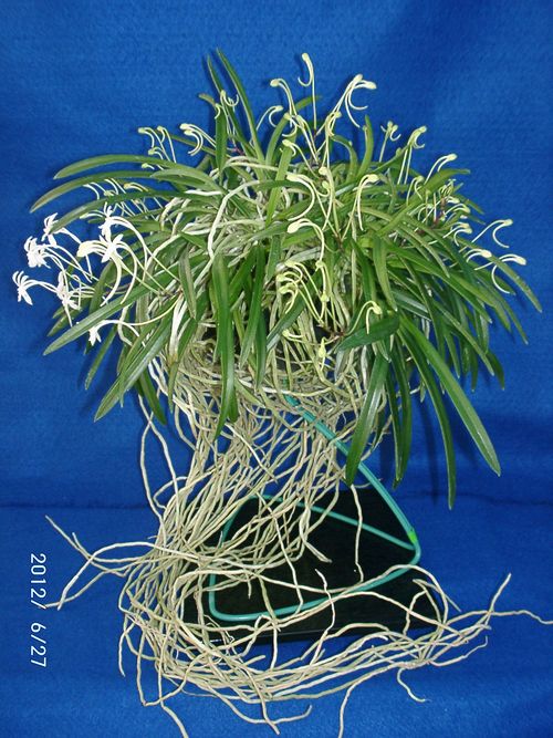 �t�E����