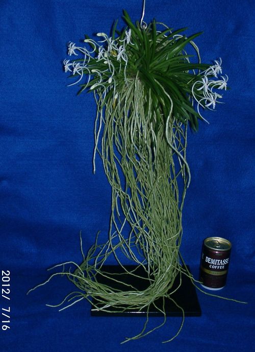 �t�E����