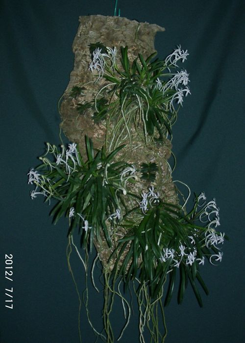 �t�E����