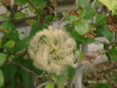 �N���}�`�X