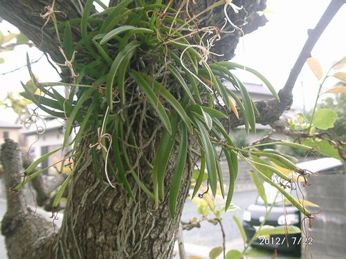 �t�E����