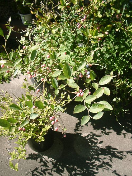 �u���[�x���[