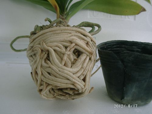 �N���V����