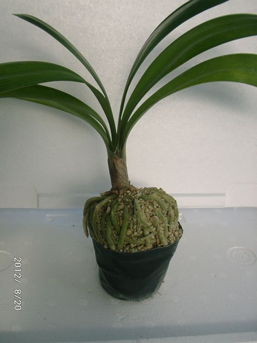 �N���V����