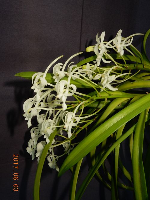 �X�m�[�_���T�[