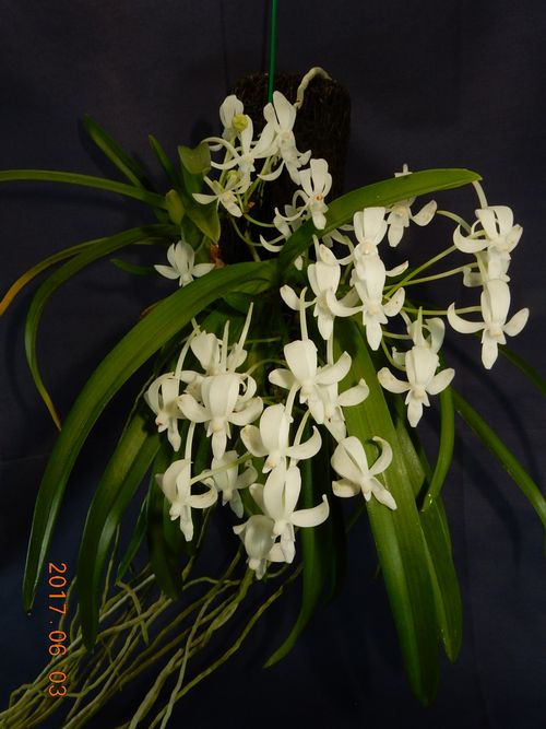 �X�m�[�_���T�[