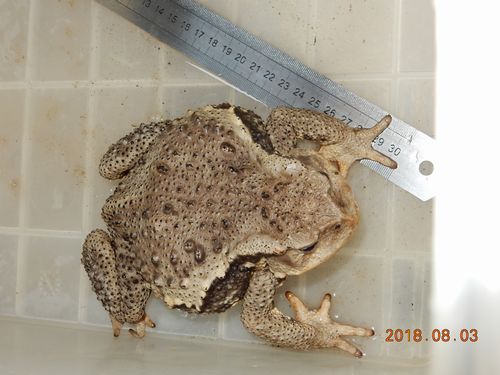 �K���}�[�V��