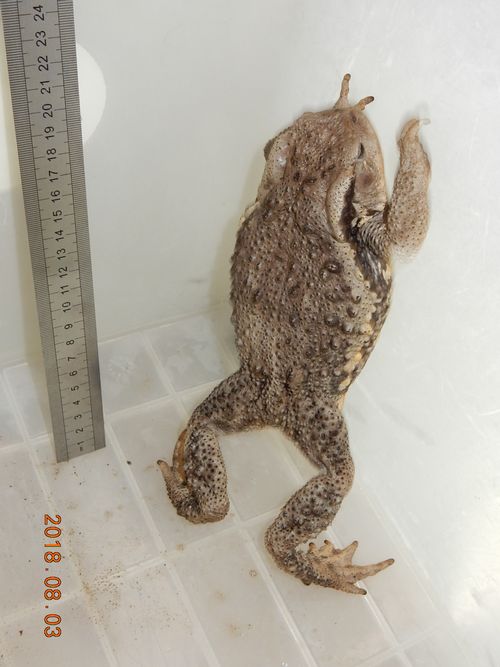 �K���}�[�V��